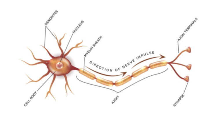 A labelled diagram of a neuron.